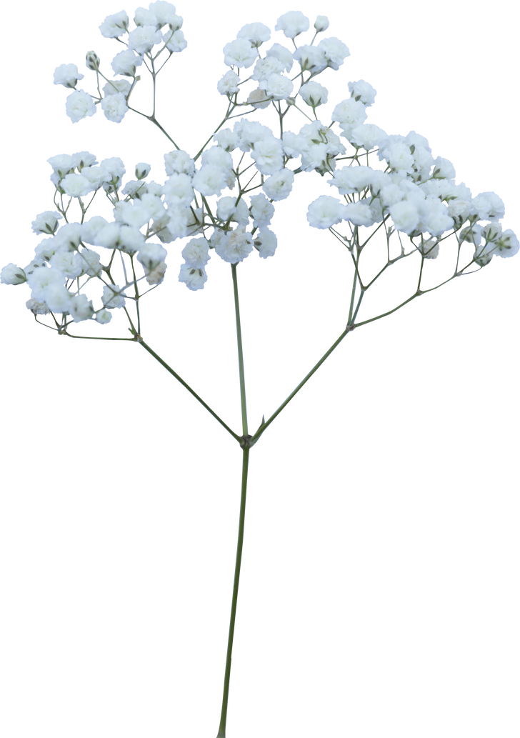 Baby's breath